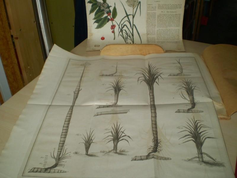 Cazaud, Charles De; Joseph Banks. Account of a new Method of cultivating the Sugar Cane. Proceedings of the Royal Society of London. Erstausgabe, Original.