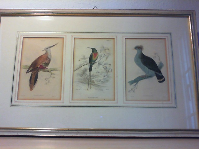 Grafik; Ornitologie - Edward Lear: 3 Original kolorierte Lithographien von Lizars, gerahmt. Plate 18: Turkur Lophotes; Plate 14: Red Brearsted Sunbird; Blate 10: Columba Dilopha.
