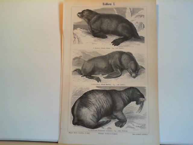  Roben I. und II.  1 Lithographierte,  einseitige, s/w Karte, zweiseitig bedruckt. Aus Meyers Konversationslexikon 1897. 5. Auflage
