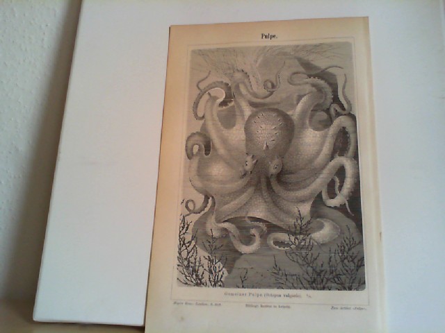  Pulpe. 1 Lithographierte, s/w einseitige Graphik. Aus Meyers Konversationslexikon 1897. 5. Auflage