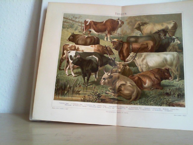  Rinder. 1 farbige Chrom-lithographierte, einseitige Graphik. Aus Meyers Konversationslexikon 1897. 5. Auflage