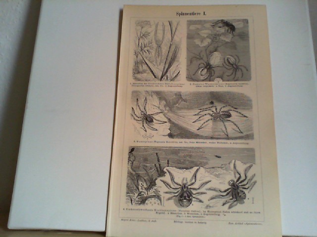  Spinnentiere I und II. 2 Lithographierte, s/w, einseitige Graphiken. Aus Meyers Konversationslexikon 1897. 5. Auflage