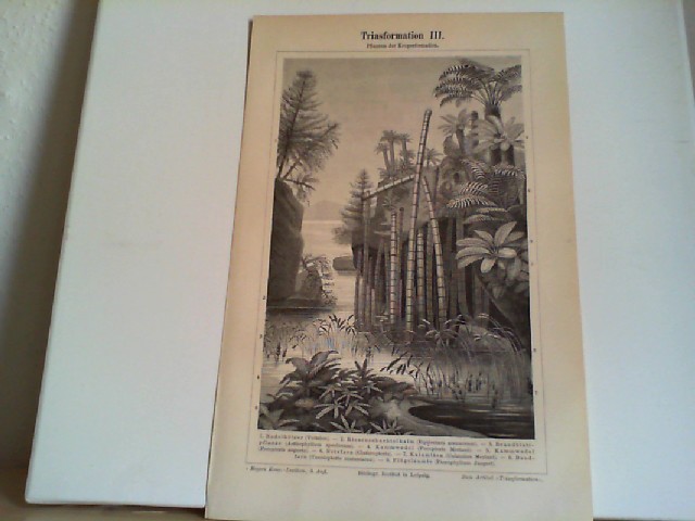  Triasformation III. Pflanzen des Keupers. 1 Lithographierte, s/w, einseitige Graphiken. Aus Meyers Konversationslexikon 1897. 5. Auflage