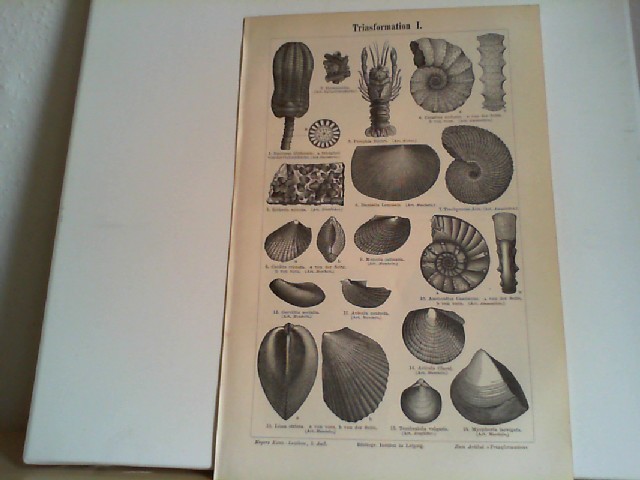  Triasformation I.  1 Lithographierte, s/w, einseitige Graphiken. Aus Meyers Konversationslexikon 1897. 5. Auflage