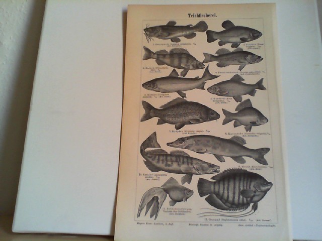  Teichfischerei  1 Lithographierte, s/w, einseitige Graphiken. Aus Meyers Konversationslexikon 1897. 5. Auflage