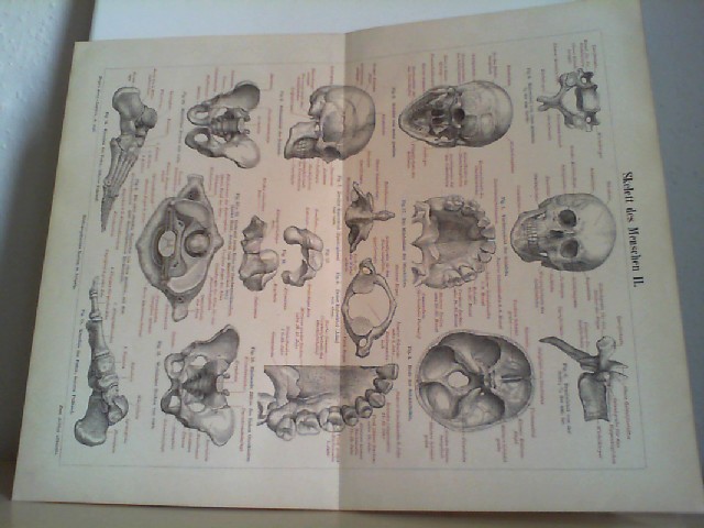  Skelett des Menschen II.  1 Lithographierte, zweifarbige, zweiseitige Graphik. Aus Meyers Konversationslexikon 1897. 5. Auflage