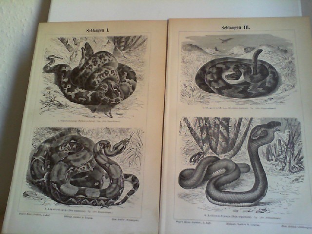  Schlangen I bis IV. 4 Lithographierte, s/w, einseitige Graphiken. Aus Meyers Konversationslexikon 1897. 5. Auflage
