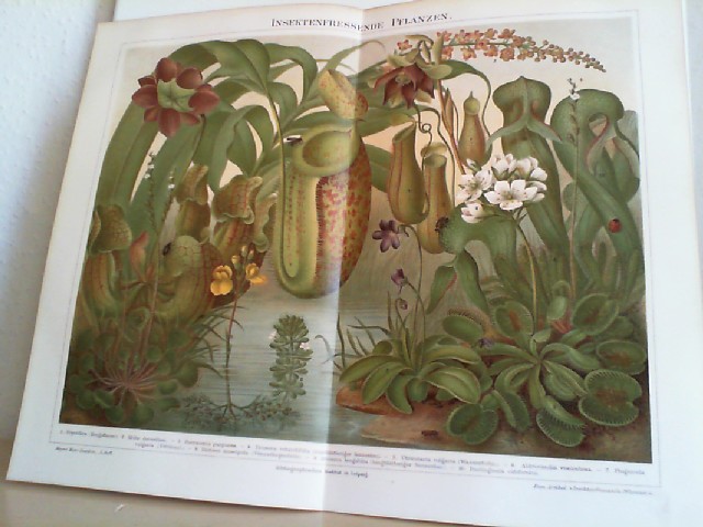  Insektenfressende Pflanzen.  farbige Chrom-lithographierte, einseitige Graphik. Aus Meyers Konversationslexikon 1897. 5. Auflage
