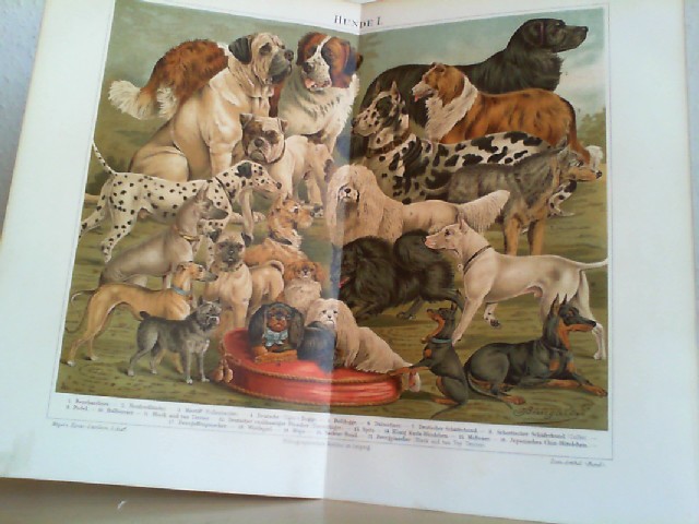  Hunde I.  farbige Chrom-lithographierte, einseitige Graphik. Aus Meyers Konversationslexikon 1897. 5. Auflage