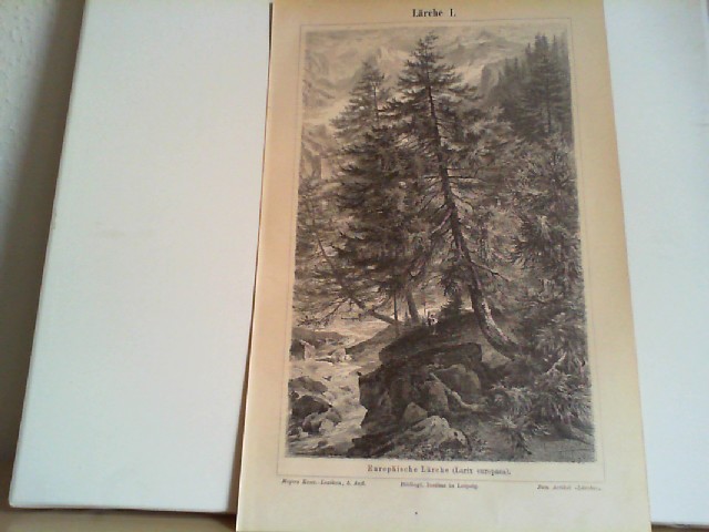  Lrche. 1 Lithographierte, s/w, einseitige Graphiken. Aus Meyers Konversationslexikon 1897. 5. Auflage
