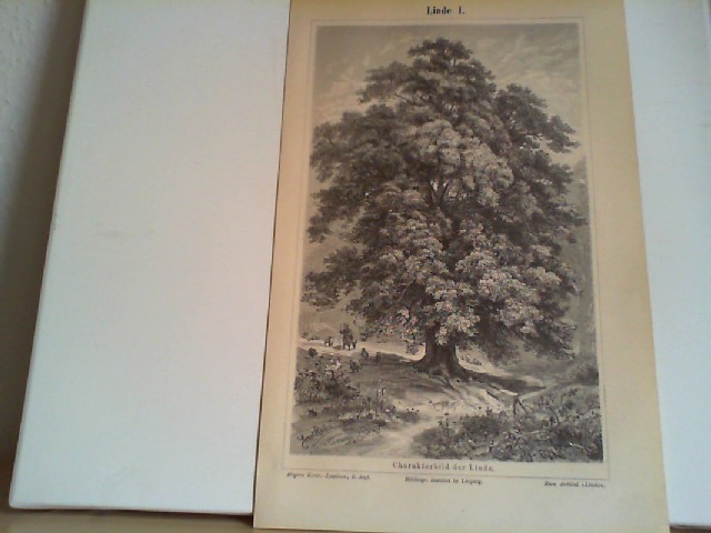  Linde. 1 Lithographierte, s/w, einseitige Graphiken. Aus Meyers Konversationslexikon 1897. 5. Auflage