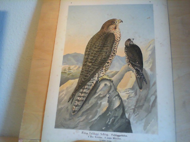  Falco Feldeggi Schleg., Feldeggsfalke. 1 altes Weibchen, 2 junges Mnnchen. 3/5 natrlicher Grosse.