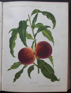 EBENHUSEN: Amsden. Or.-Chromolithographie aus: Gaucher's praktischer Obstbaumzchter, Jahrgang 1888, Tafel 27.