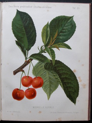 EBENHUSEN: Nouvelle Royale. Or.-Chromolithographie aus: Gaucher's praktischer Obstbaumzchter, Jahrgang 1888, Tafel 33.