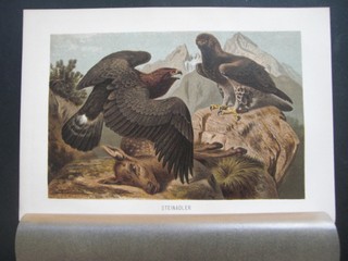 Steinadler. (Zwei Adler ein Rehzicklein reissend) Farblithographie. Format ca. 16 x 24 cm.