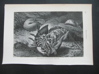  Molukkenkrebse oder Schwertschwnze. Aus Brehms Tierleben, Ausgabe um 1890 / 1905. Holzschnitt. Format ca. 16 x 24 cm.