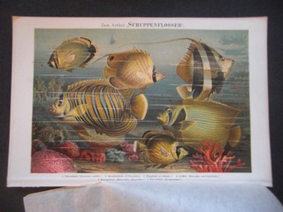  Schuppenflosser (Fahnenfisch, Korallenfisch, Klippfisch, Geiler, Herzogsfisch und Kaiserfisch). Chromolitographie, ca. 1890 mit lateinischer Namensbeschreibung. Einzelblatt - 24 x 16 cm; Bildgrsse 20,5 x 13,5 cm.