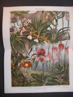  Orchideen. Chromolitographie, ca. 1890. Doppelblatt, gefaltet - 30 x 24 cm; Bildgrsse 26,5  x 20,5 cm.