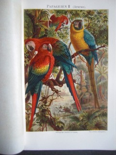 Papageien II (Araras). Chromolithografie, ca. 1890. Einzelblatt - 24 x 15,5 cm; Bildgrösse 19 x 13 cm.