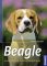 Beagle: Auswahl, Haltung, Erziehung, Beschäftigung (Praxiswissen Hund)  Auflage: 1 - Wiebke Warneke