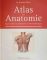 Atlas der Anatomie : Organsysteme und Strukturen in 439 Bildern.  Barbara Weitz - Barbara Weitz