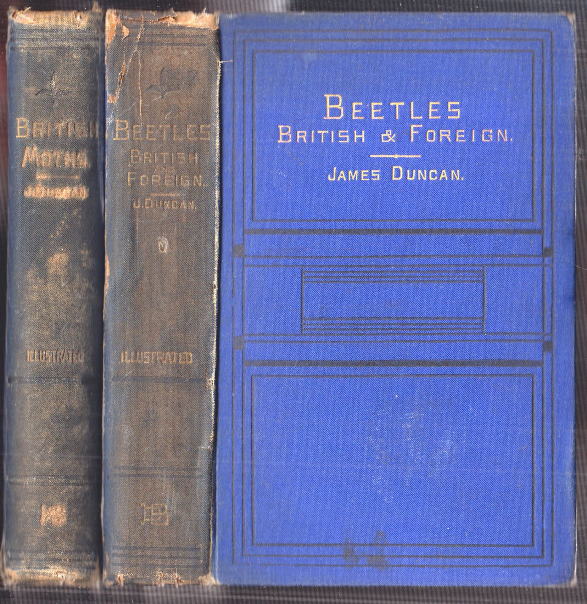 DUNCAN, James. Beetles. British and foreign. Containing a full description of the more important varieties.